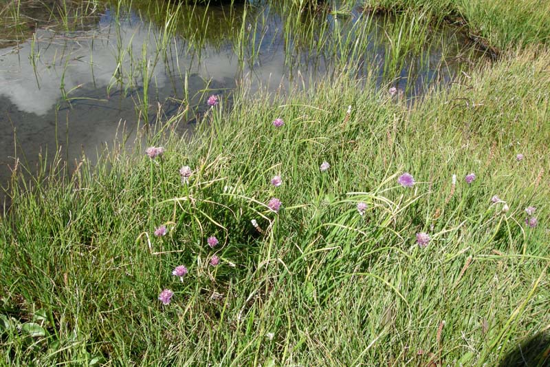 che aglio ? Allium schoenoprasum